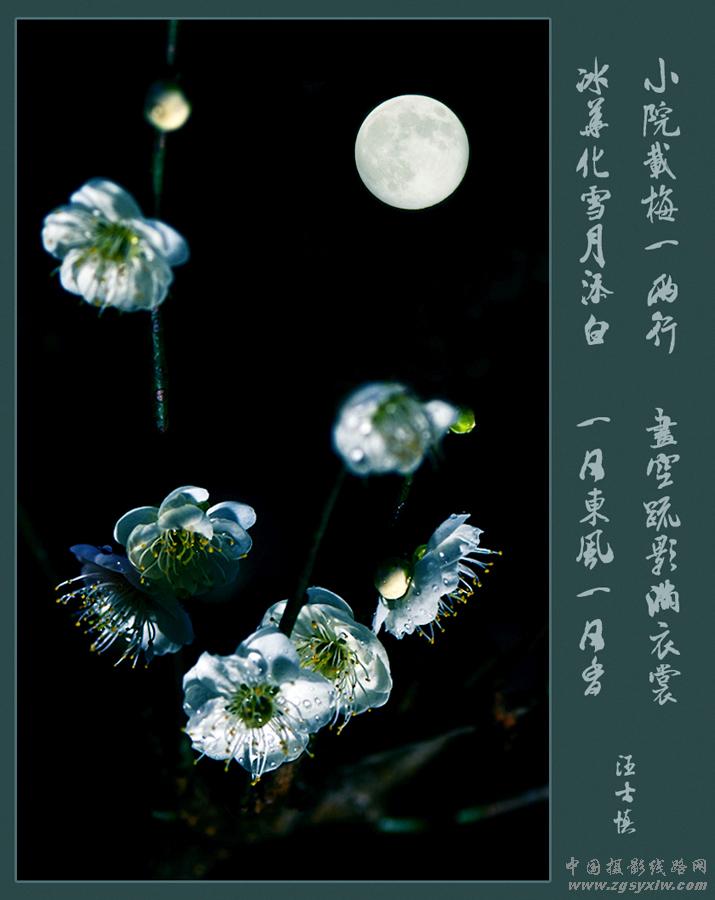 梅花赞