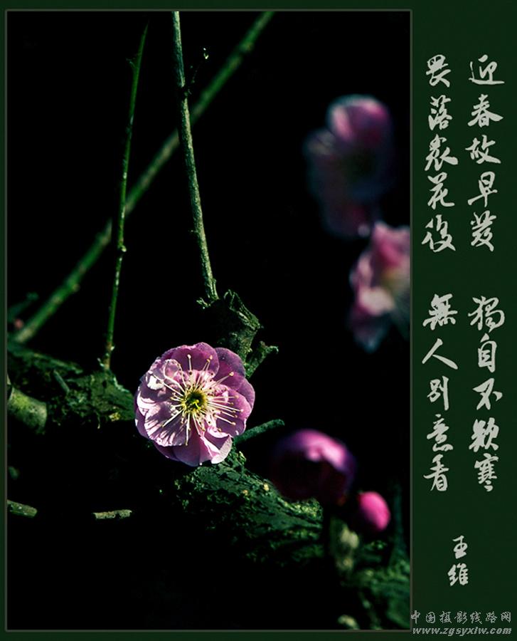 梅花赞