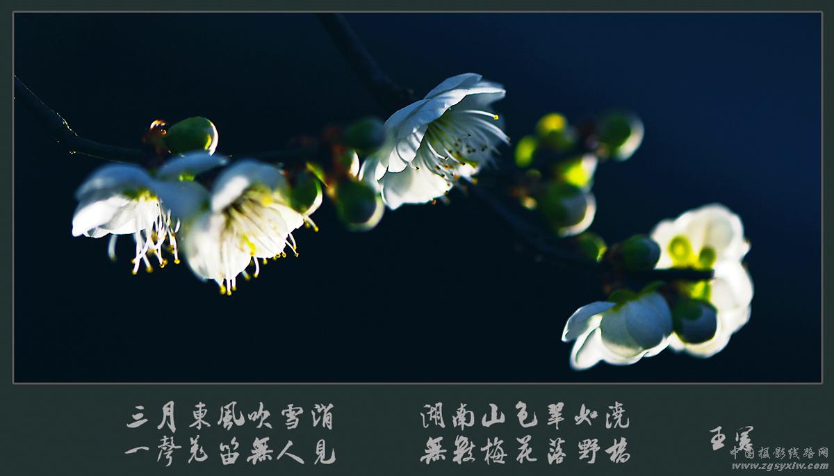 梅花赞