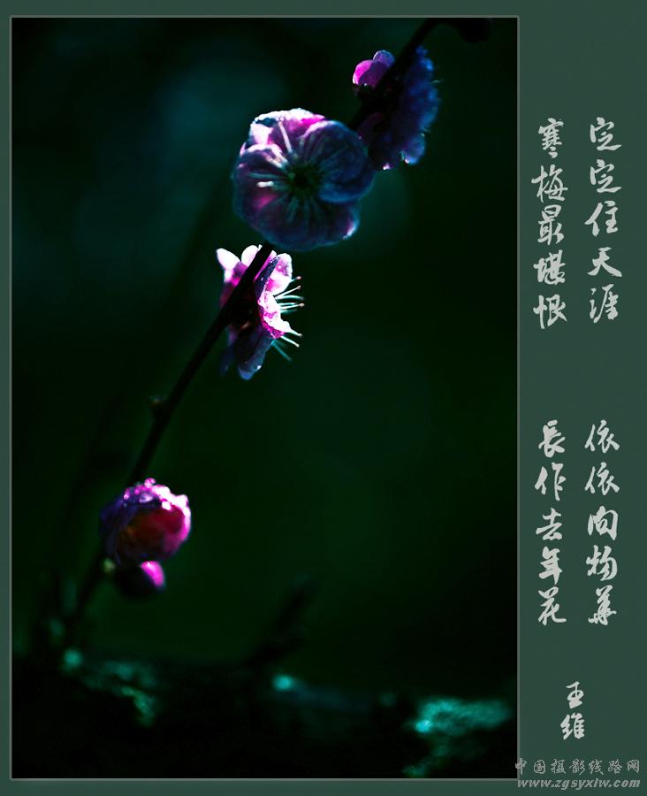 梅花赞