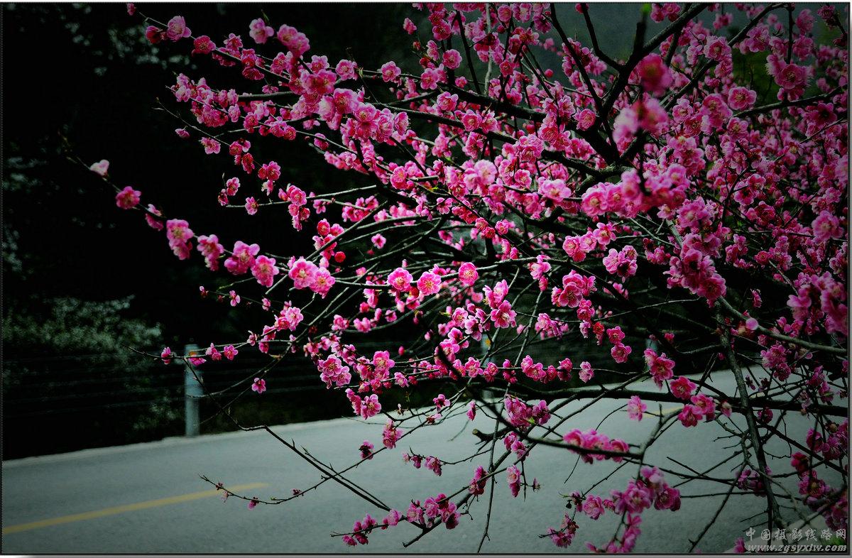 景区看梅1