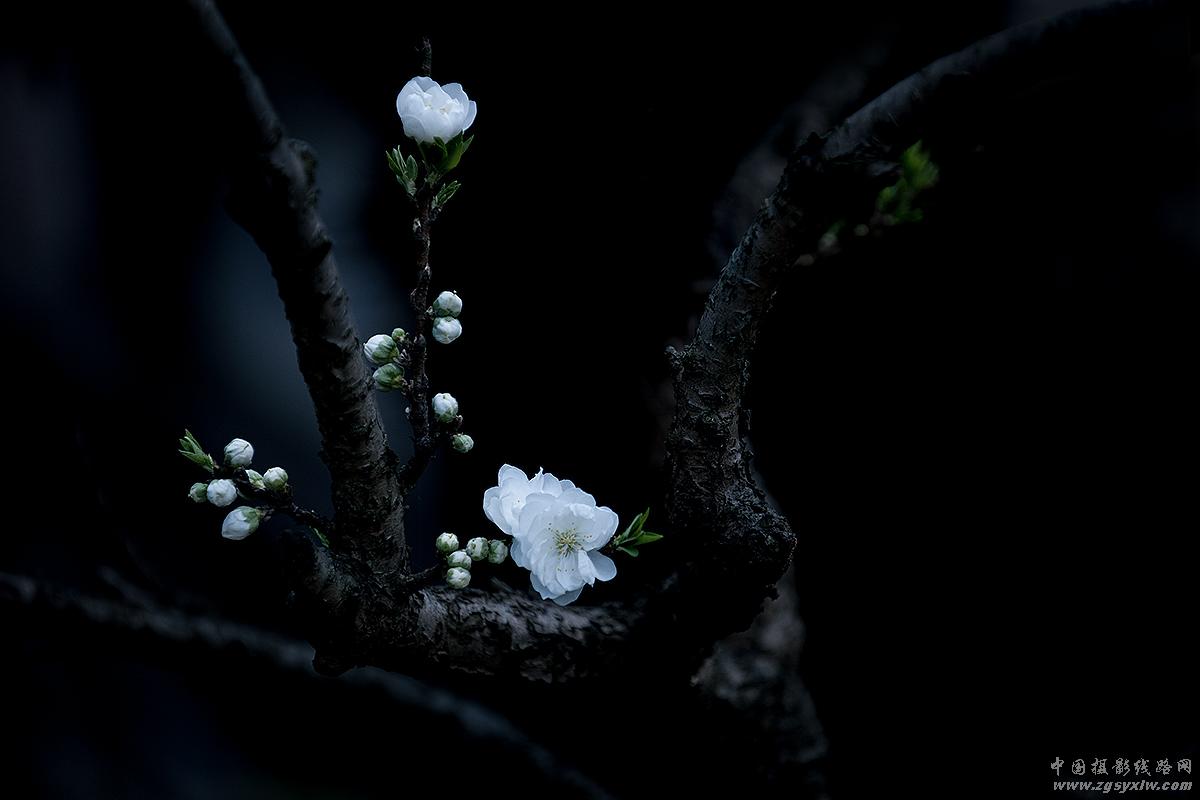 桃花吟