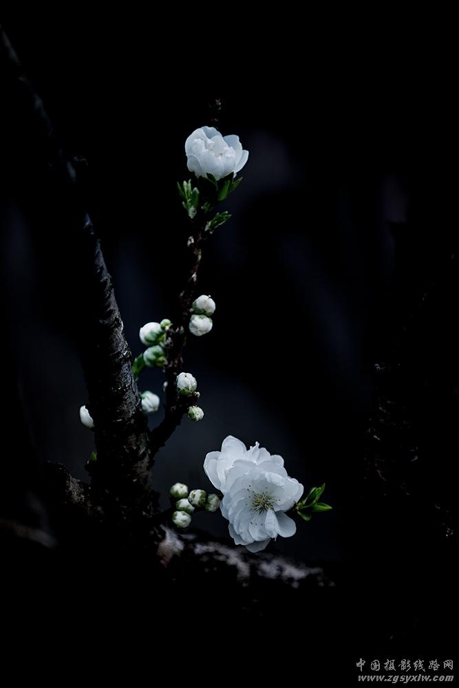 桃花吟
