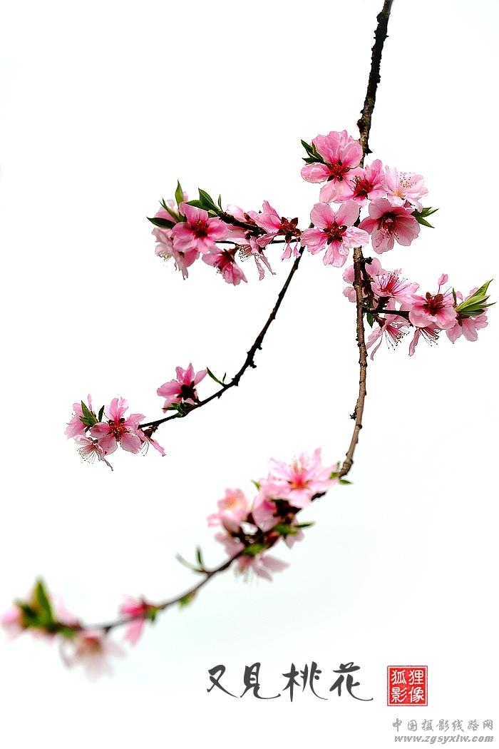 又见桃花