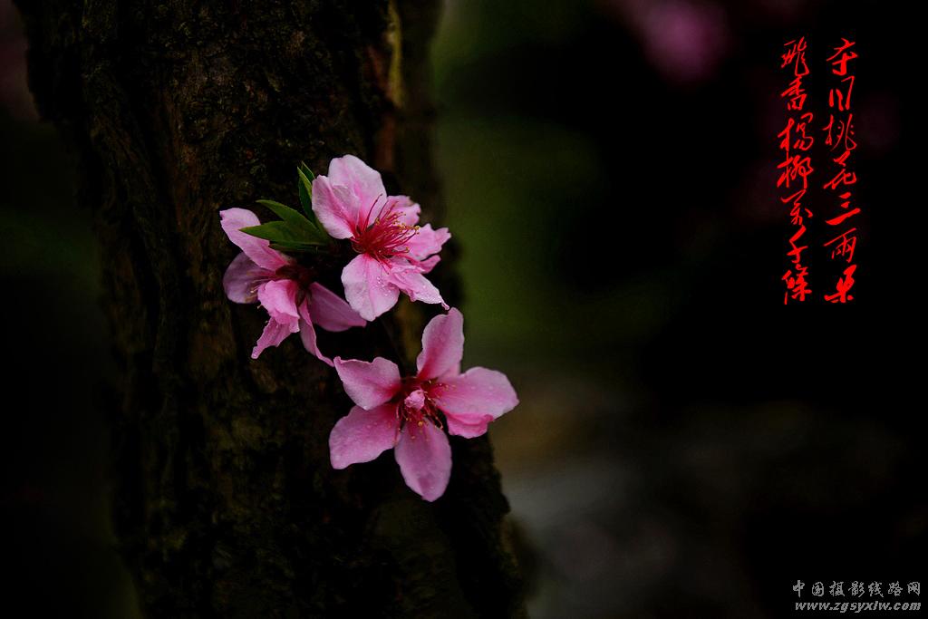 渡船坡的桃花