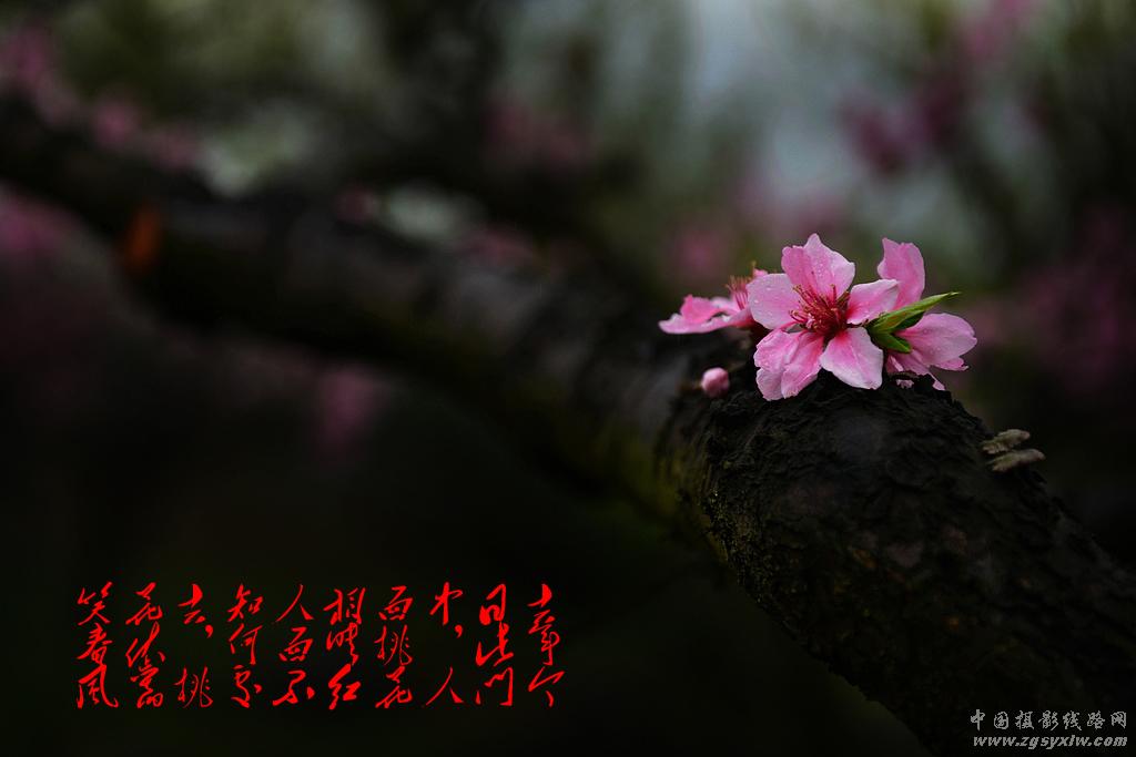 渡船坡的桃花