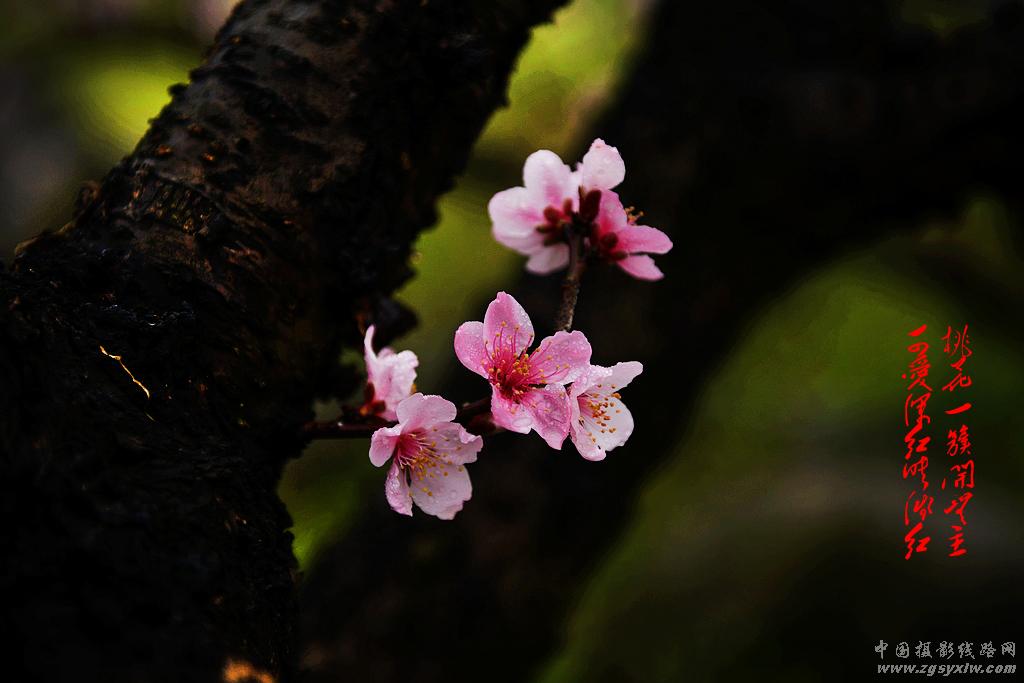 渡船坡的桃花