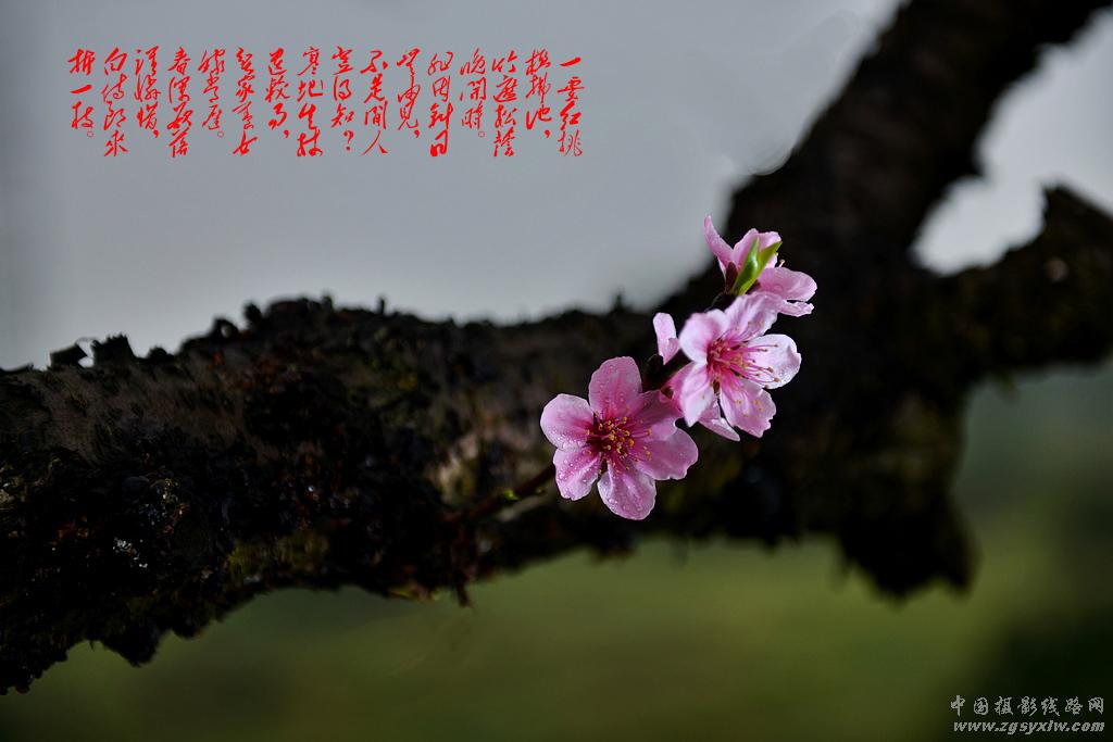 渡船坡的桃花