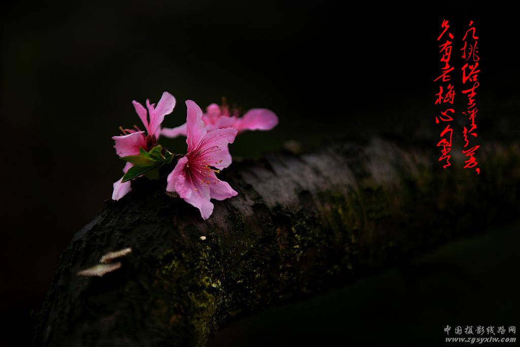 渡船坡的桃花