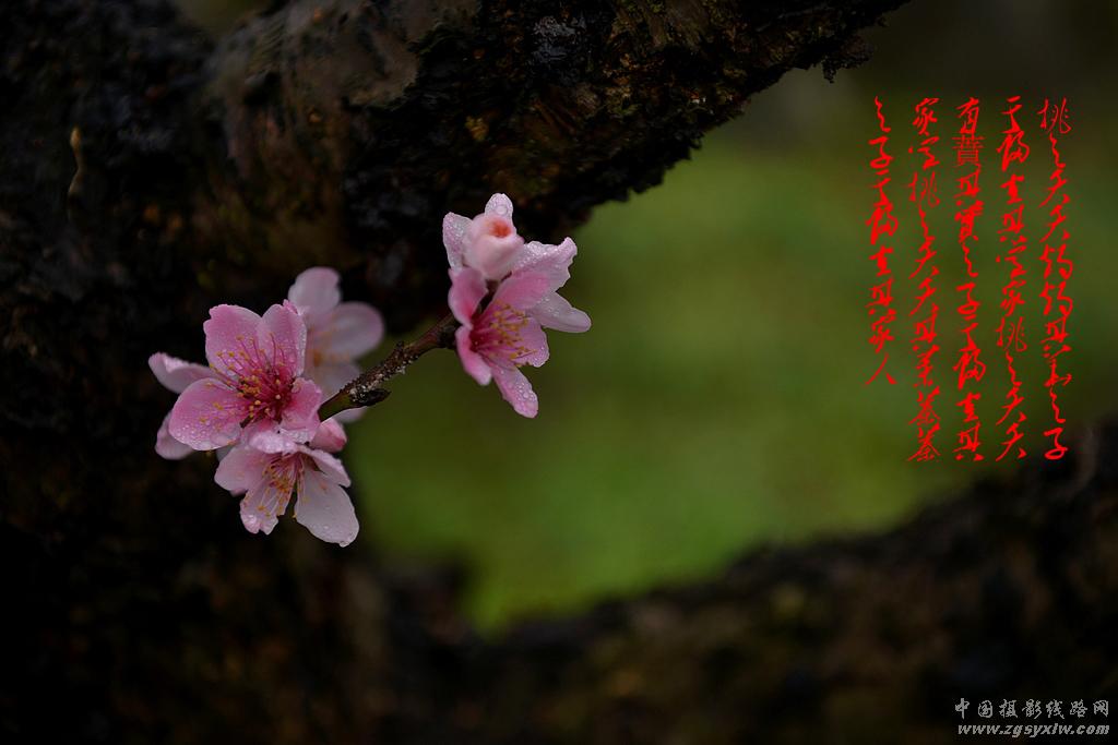 渡船坡的桃花