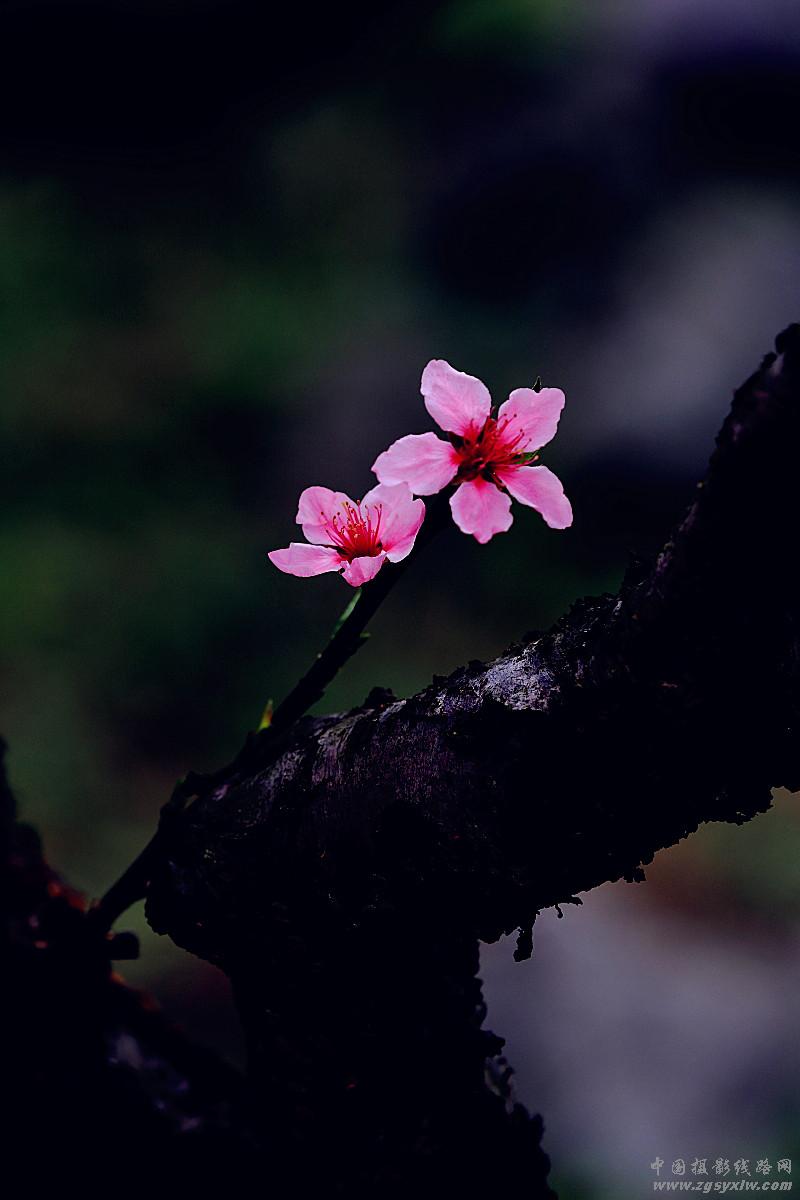 惜
