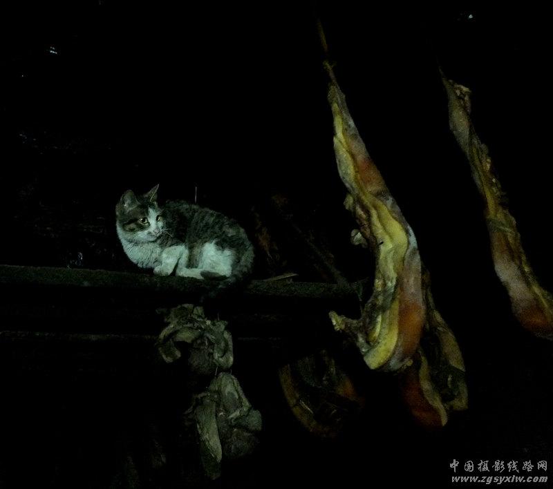 馋猫捕食