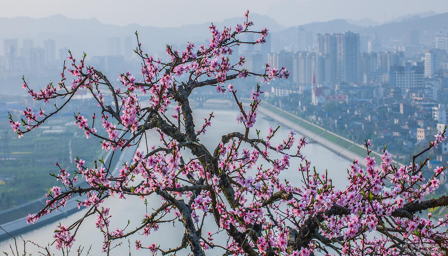桃花傲然