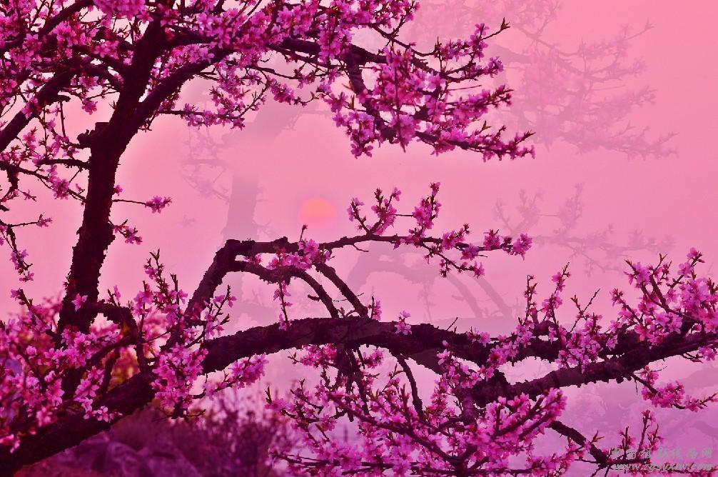 花影