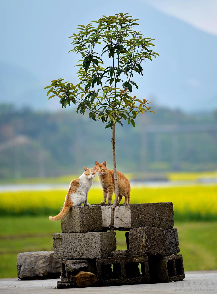 两只猫