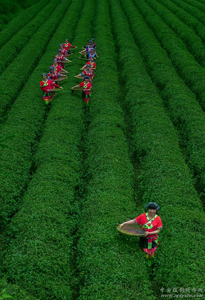 采茶忙