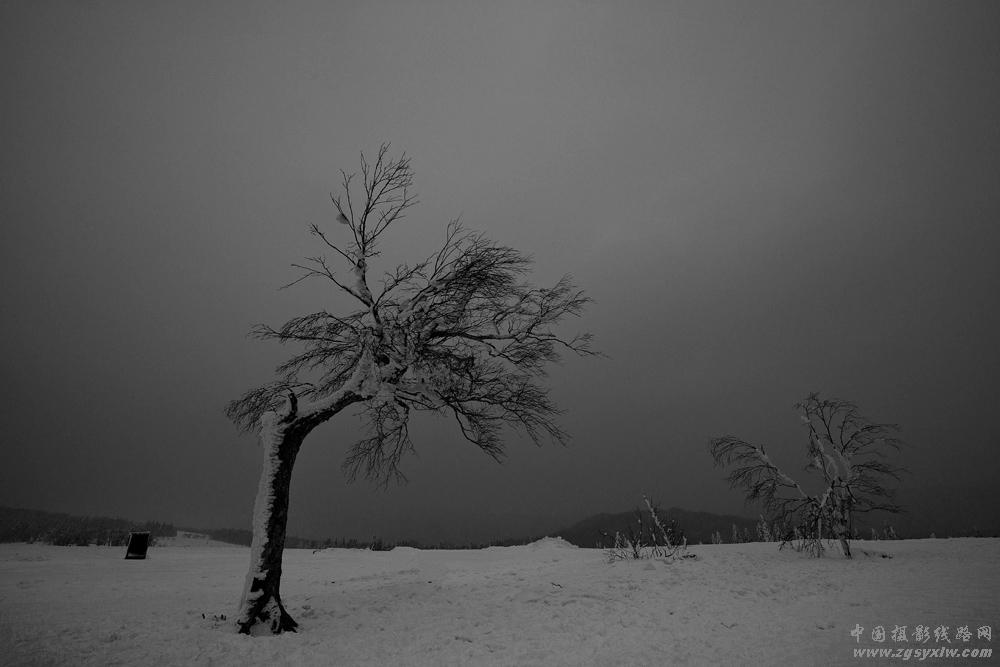 雪山孤树