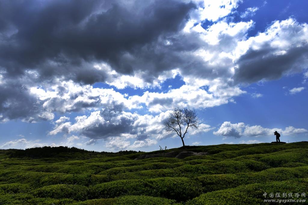 盘龙山茶场