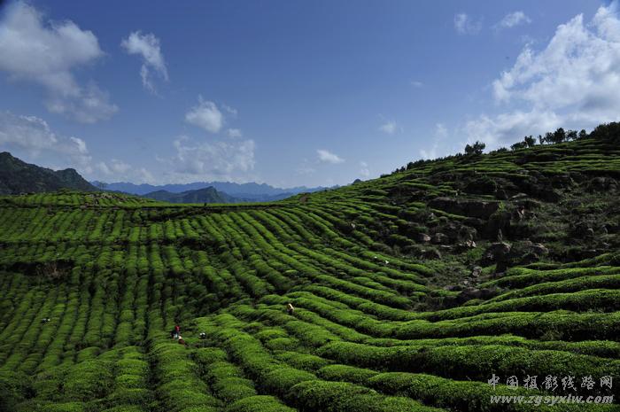 茶园春色