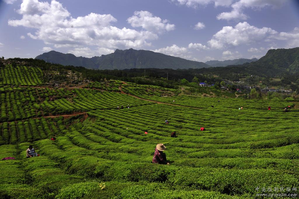 采春茶