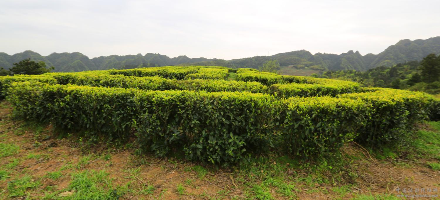 春满茶浓