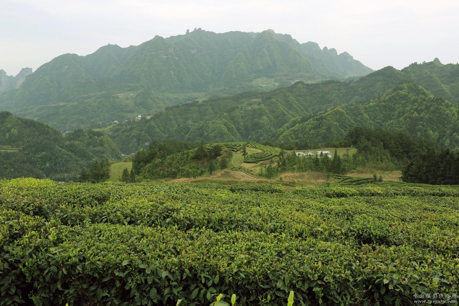 春满茶浓