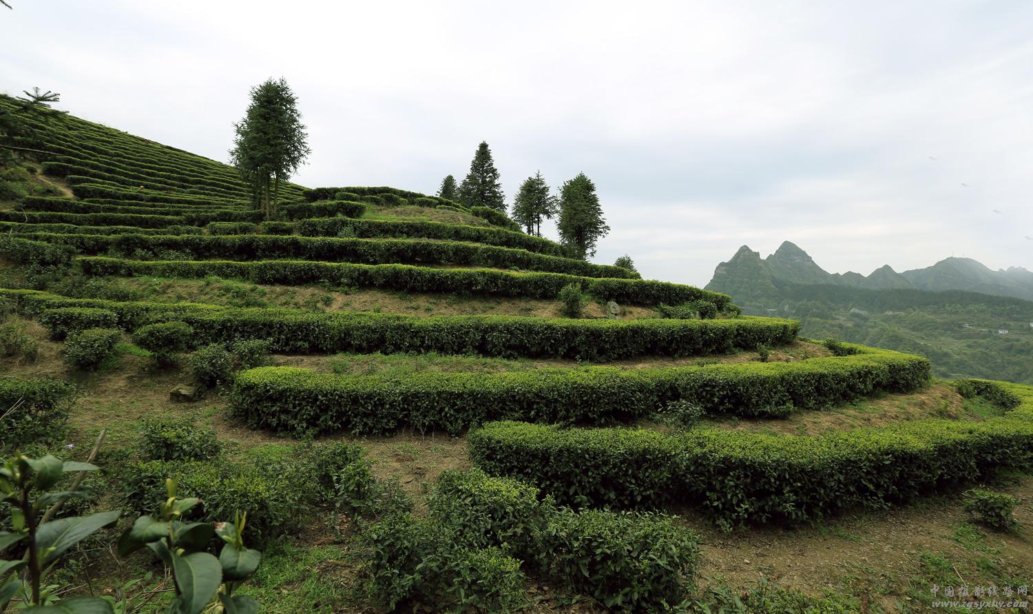春满茶浓