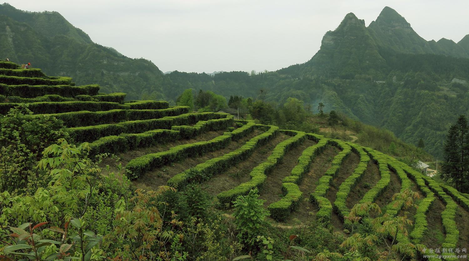 春满茶浓