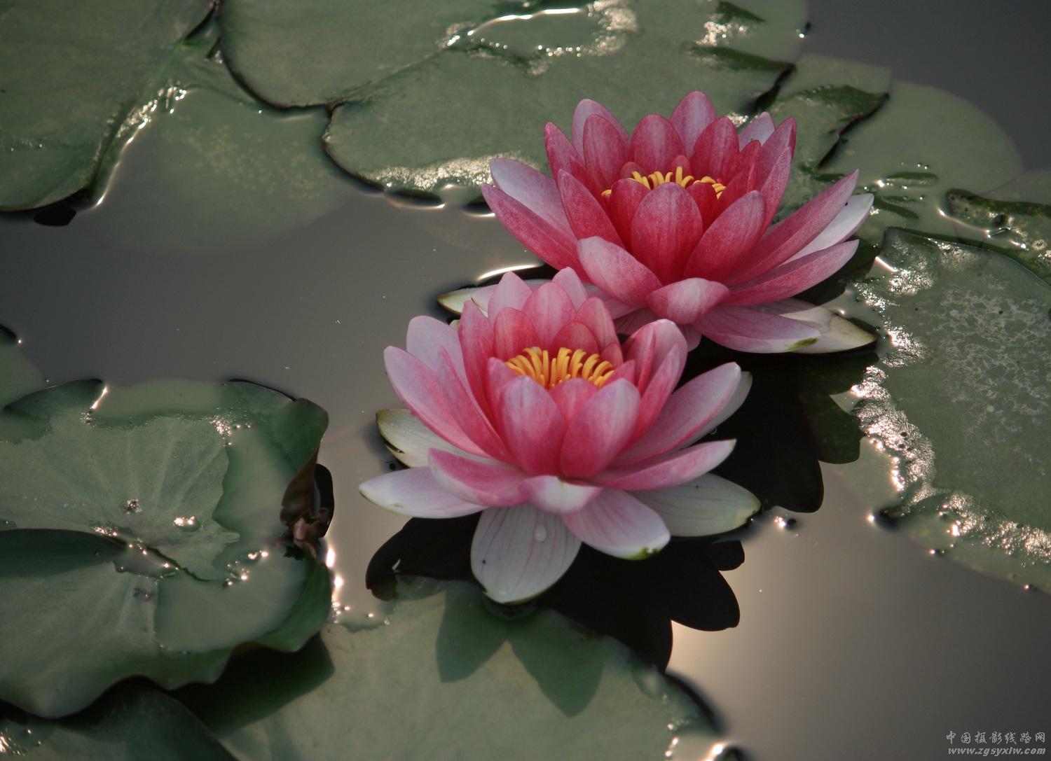 睡莲花