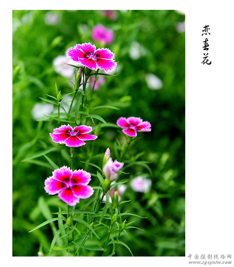 花韵2