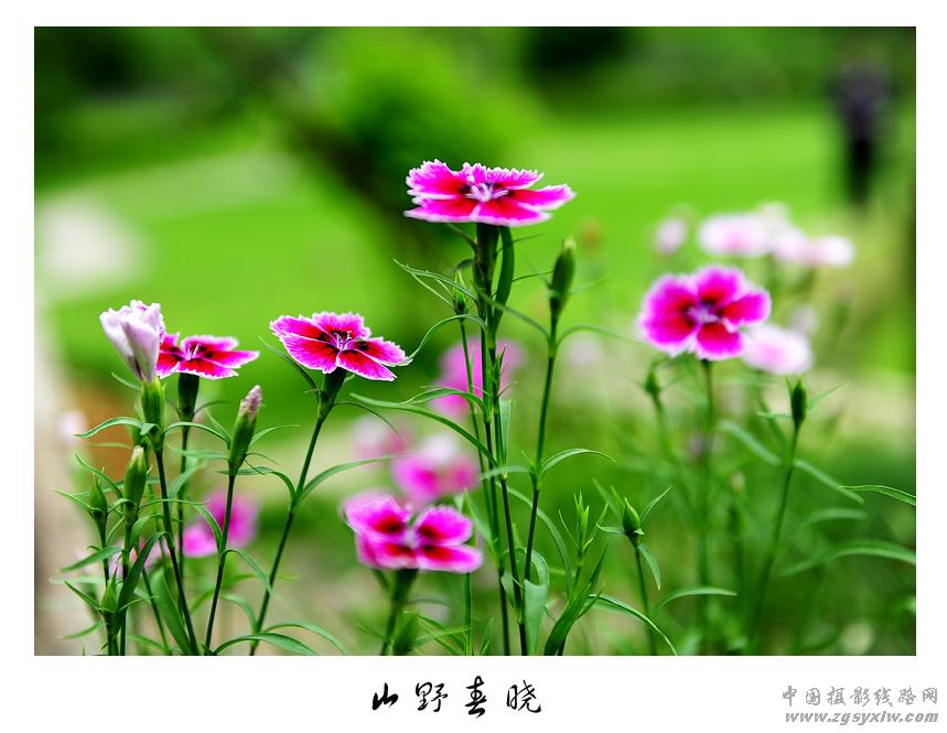 花韵1