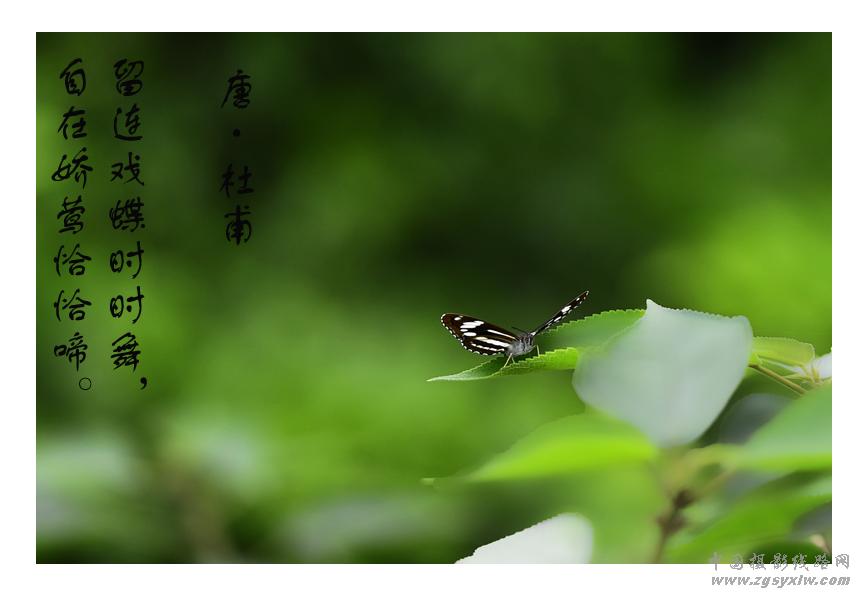 蝶舞