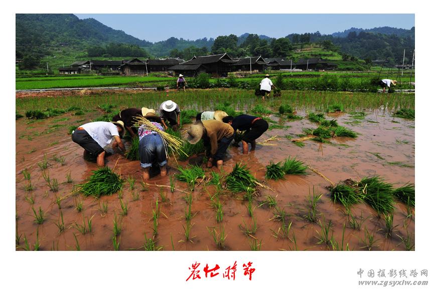 农忙时节