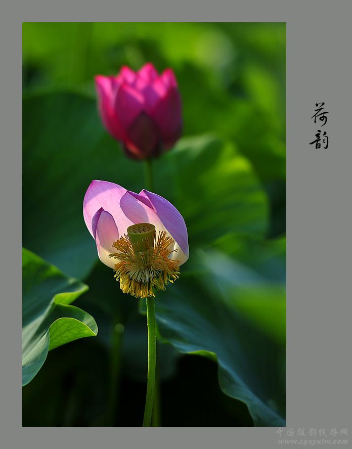 荷韵（1）