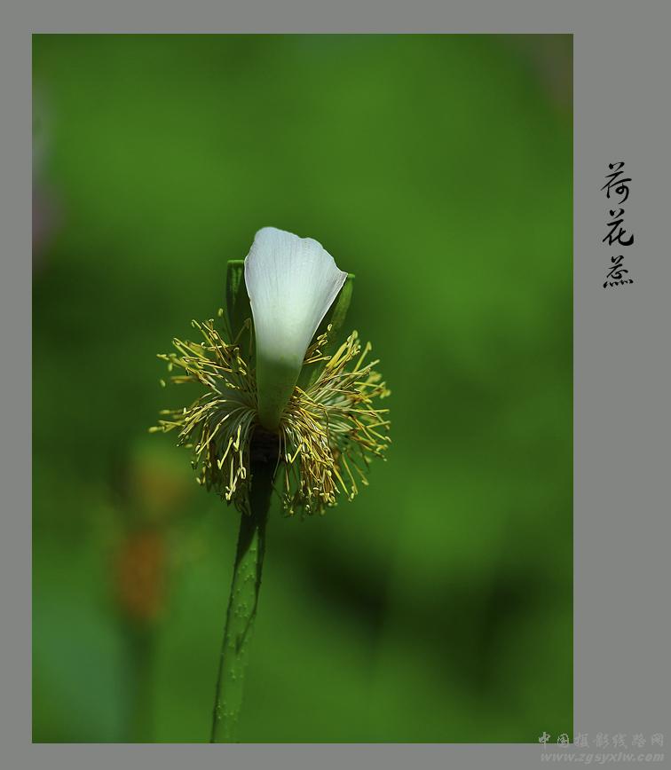 荷花蕊