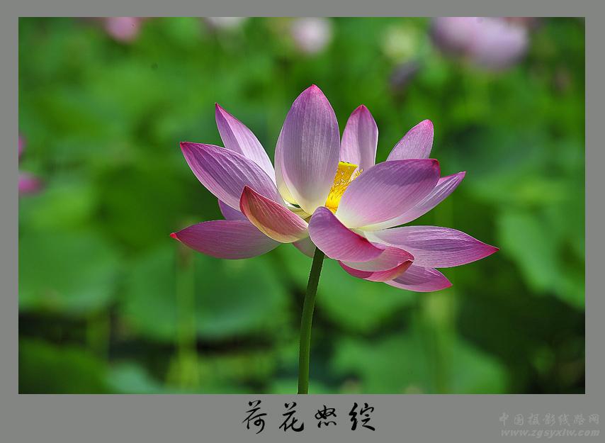 荷花怒绽