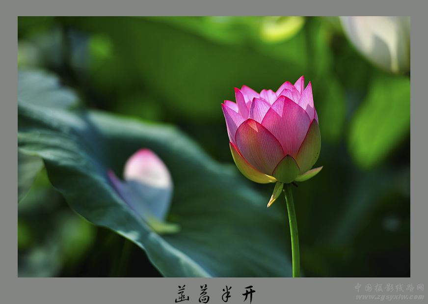 菡萏半开