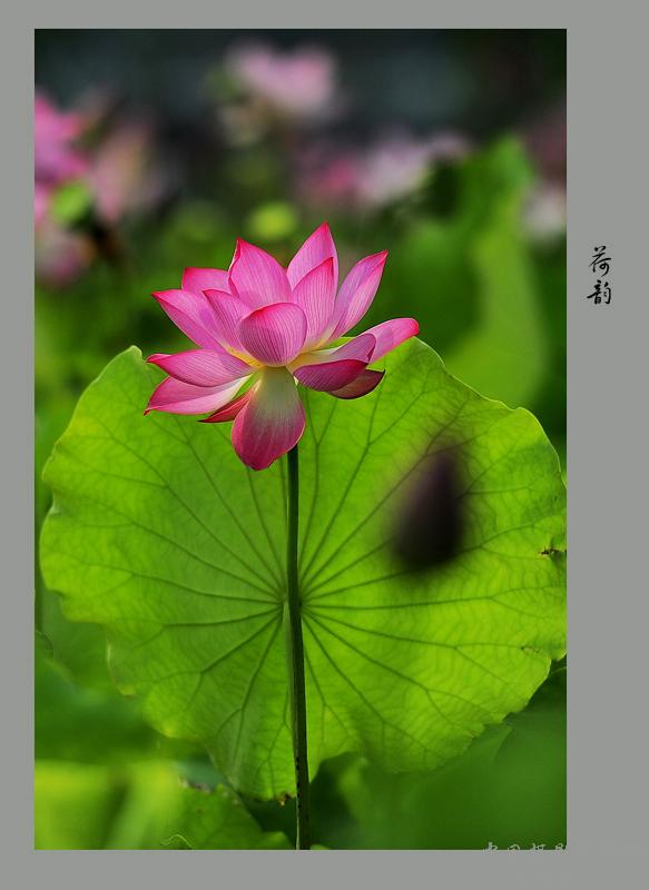夏荷