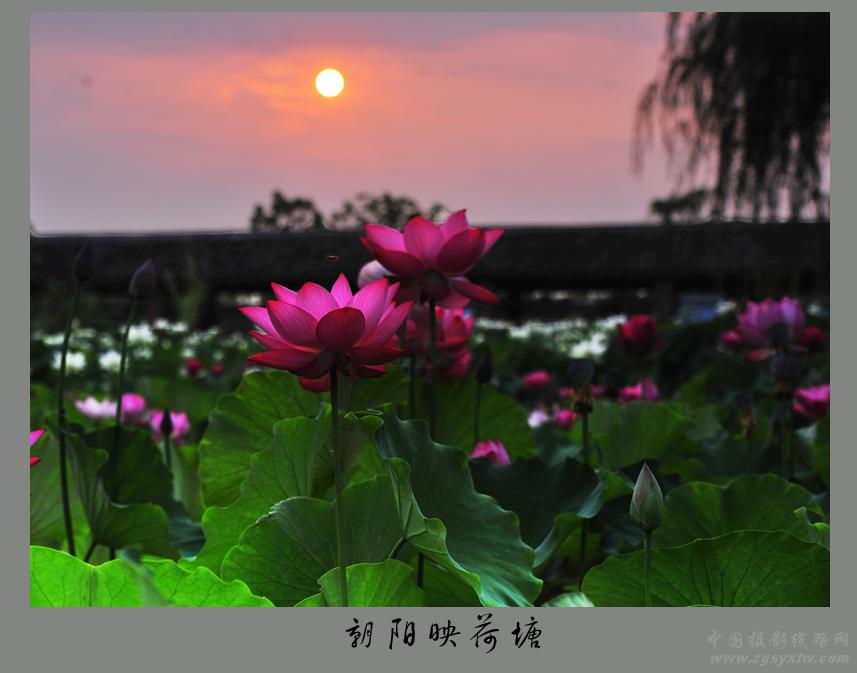 朝阳映荷塘