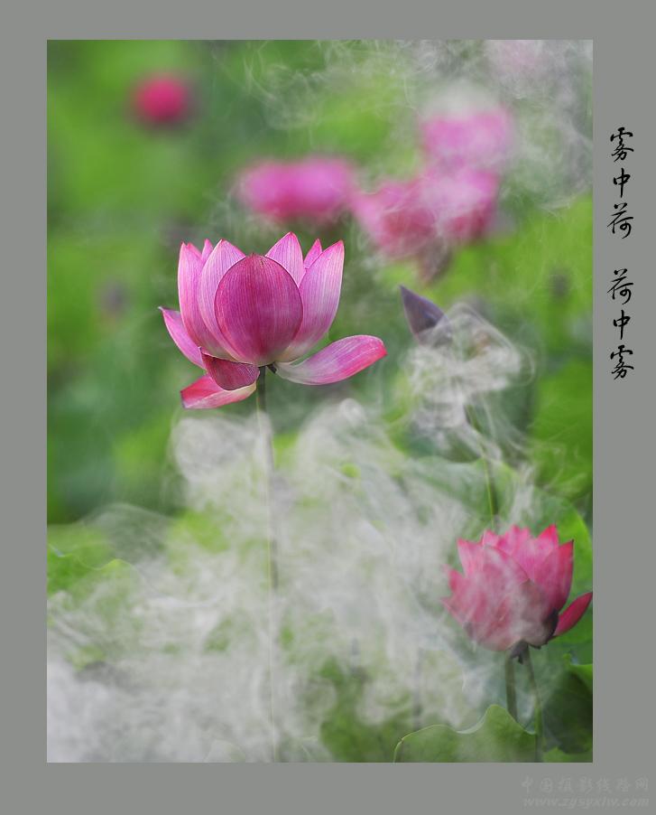 荷花争艳