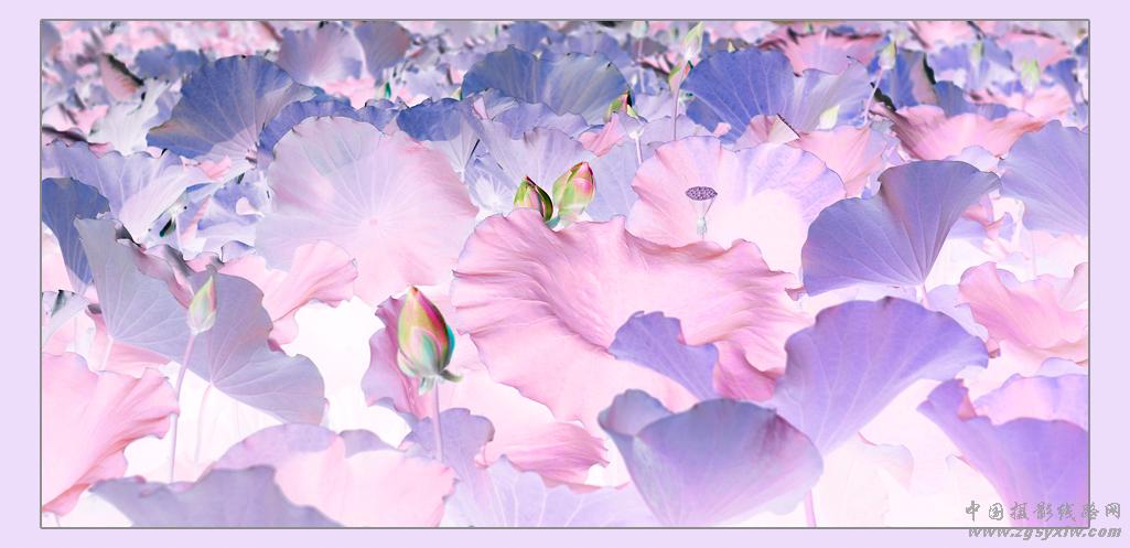 画意荷花