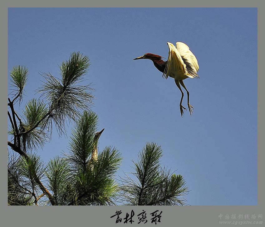 丛林恋歌