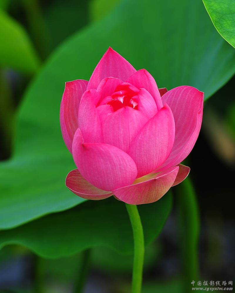 荷花仙子.3