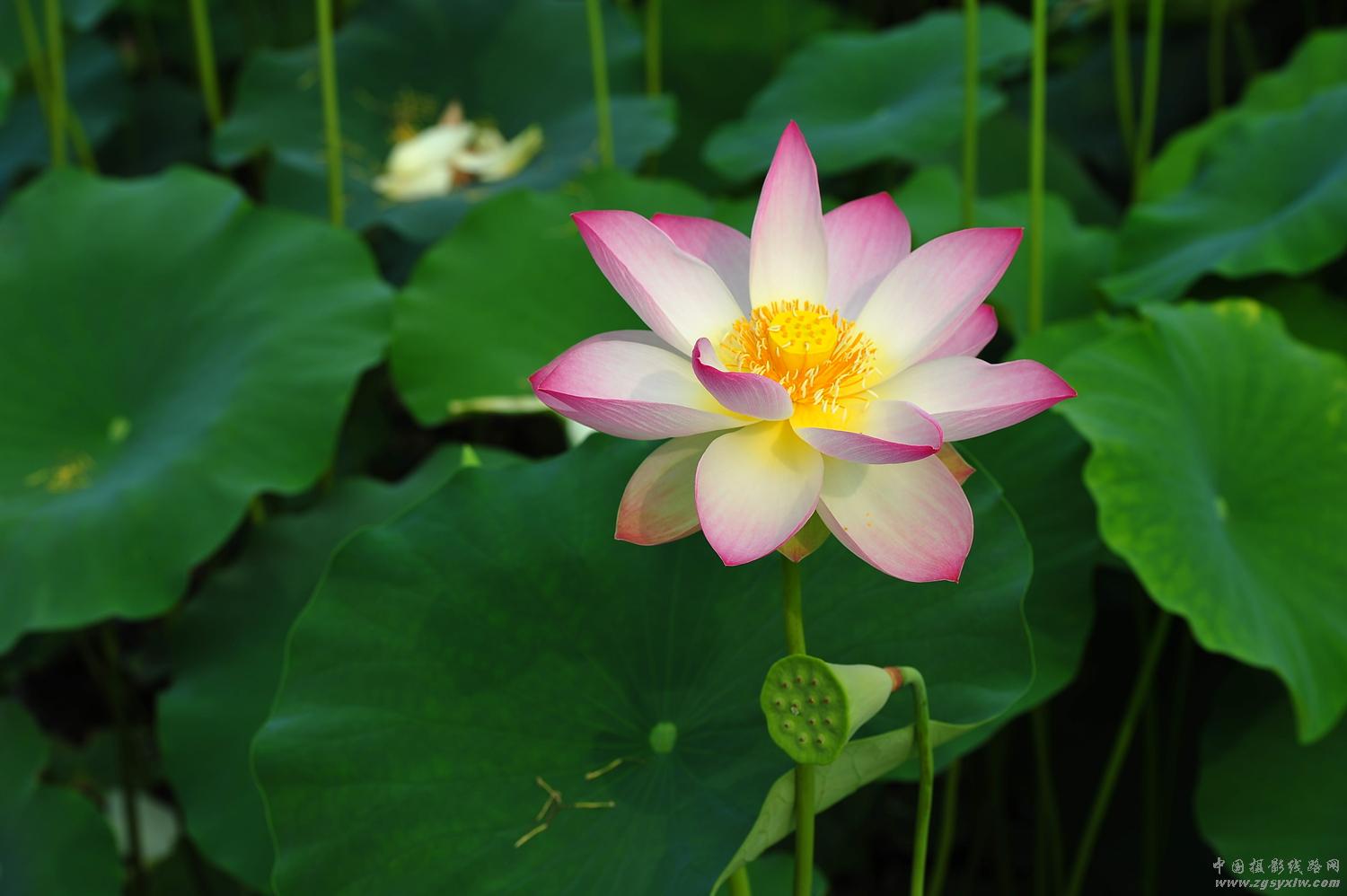 荷花仙子.4