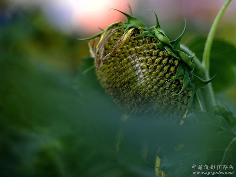果