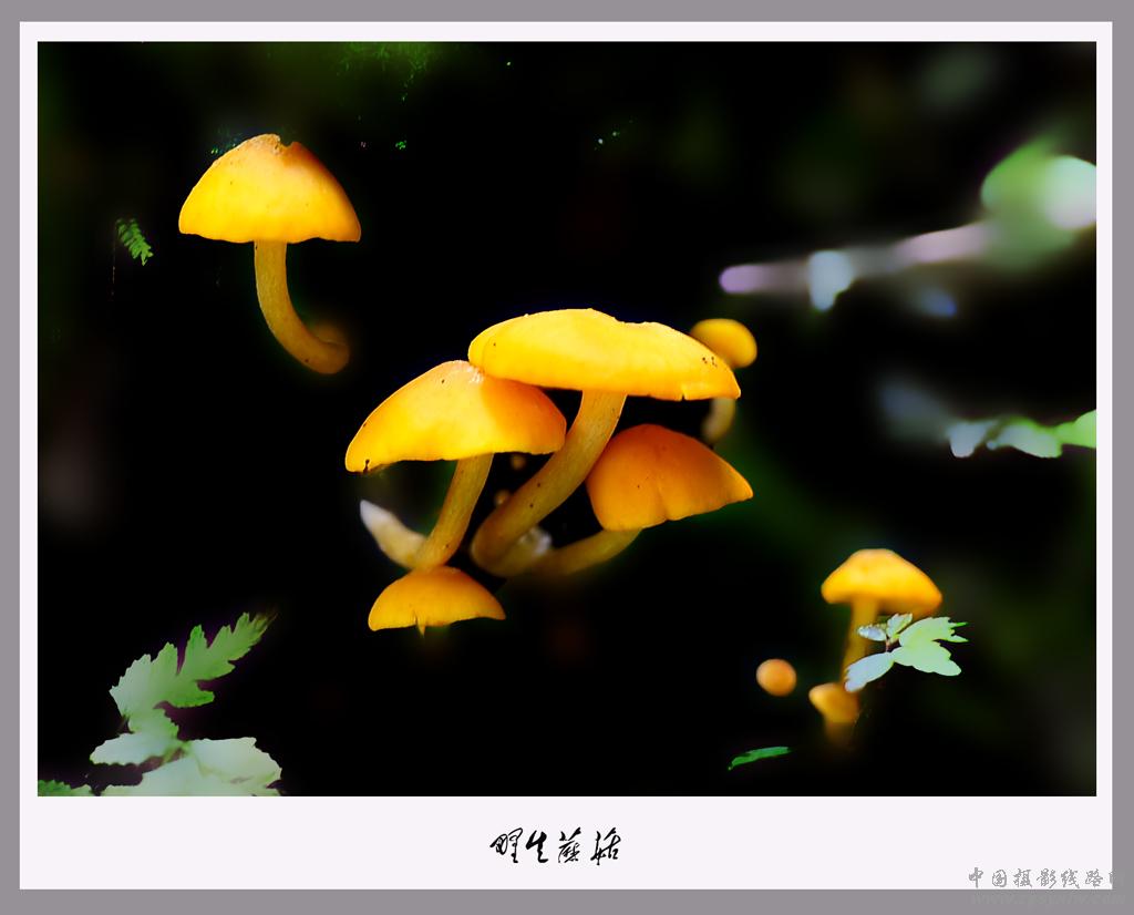 野生蘑菇