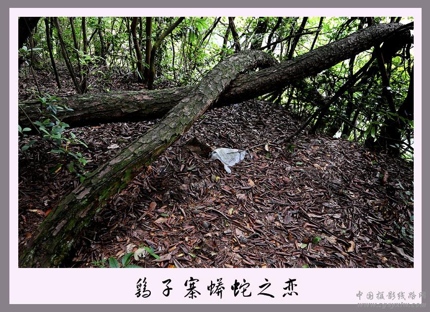 蟒蛇之恋