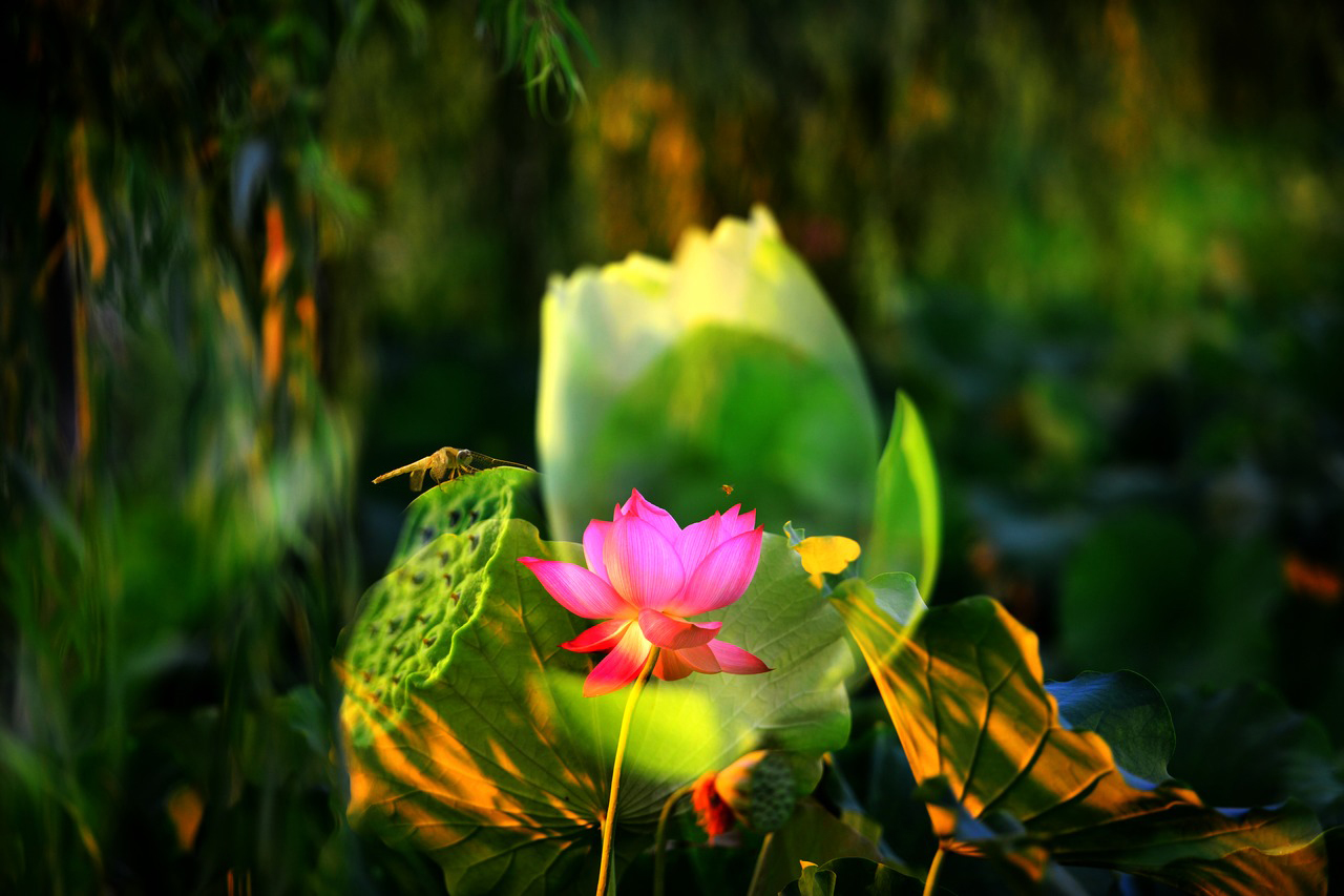 荷花3