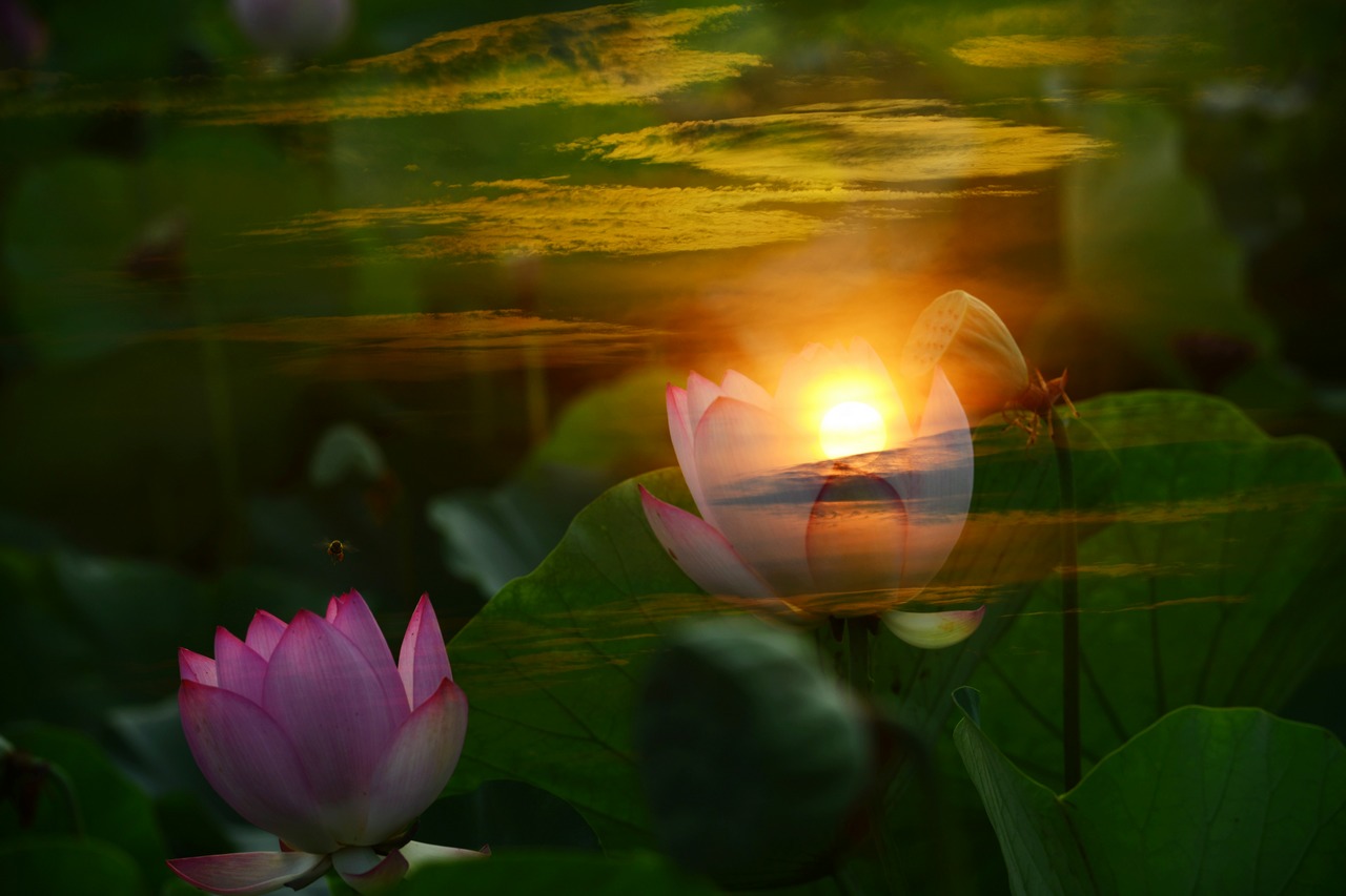荷花2