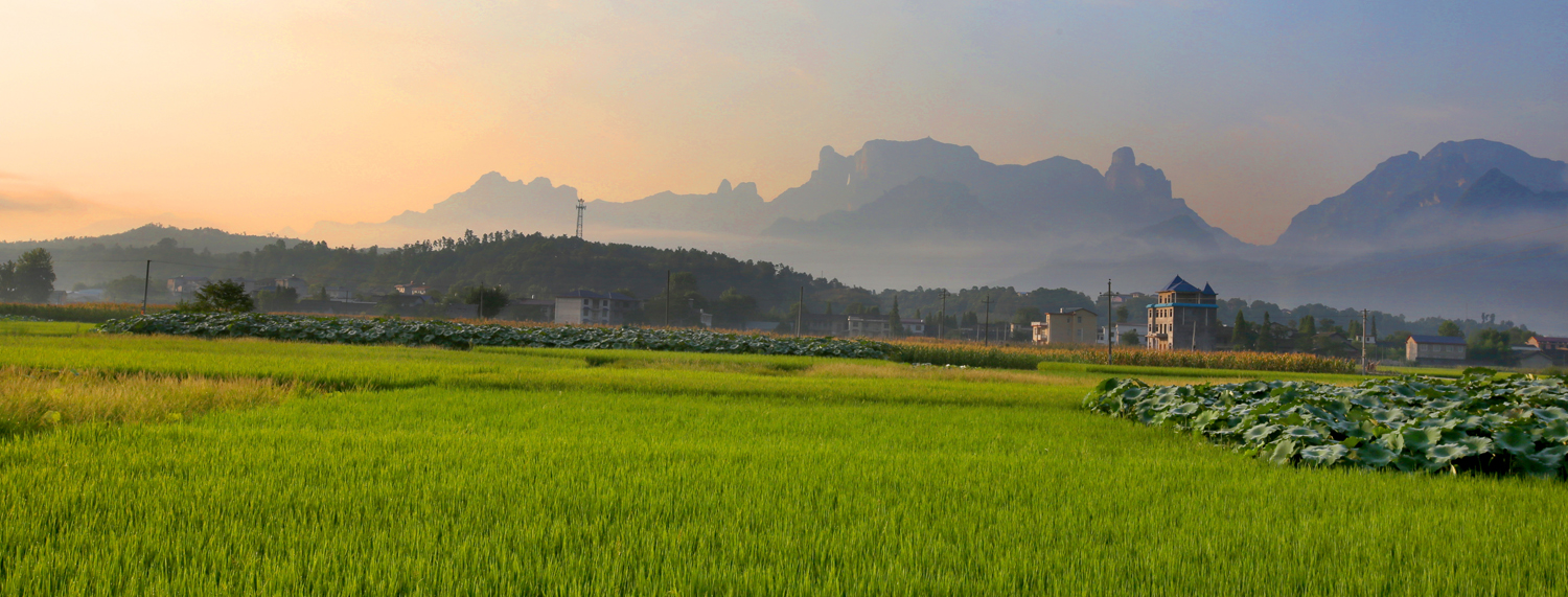 夏日的田野